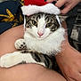 cat, tabby, santa_hat, white_fur_collar, pet, animal, hand, human, lap, relaxed, indoor, fur, whiskers, pink_nose, claws, person, skin, comfort, holiday, festive
