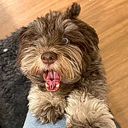 Apollo joined the competition — help win amazing prizes! animal, brown, canine, close_up, companion, curly_coat, cute, dog, fluffy, fur, indoor, jeans, mouth_open, paws, person, pet, playful, resting, tan, wooden_floor