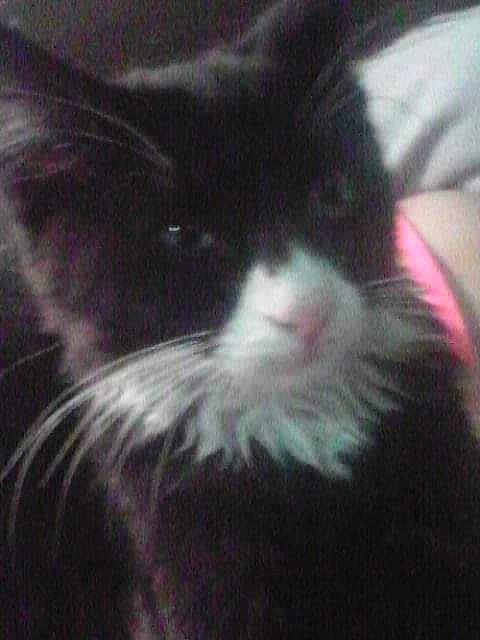 Eli joined the competition — help win amazing prizes! carnivore, cat, cloud, comfort, felidae, fur, nap, paw, sky, small_to_medium_sized_cats, snout, square, tail, whiskers