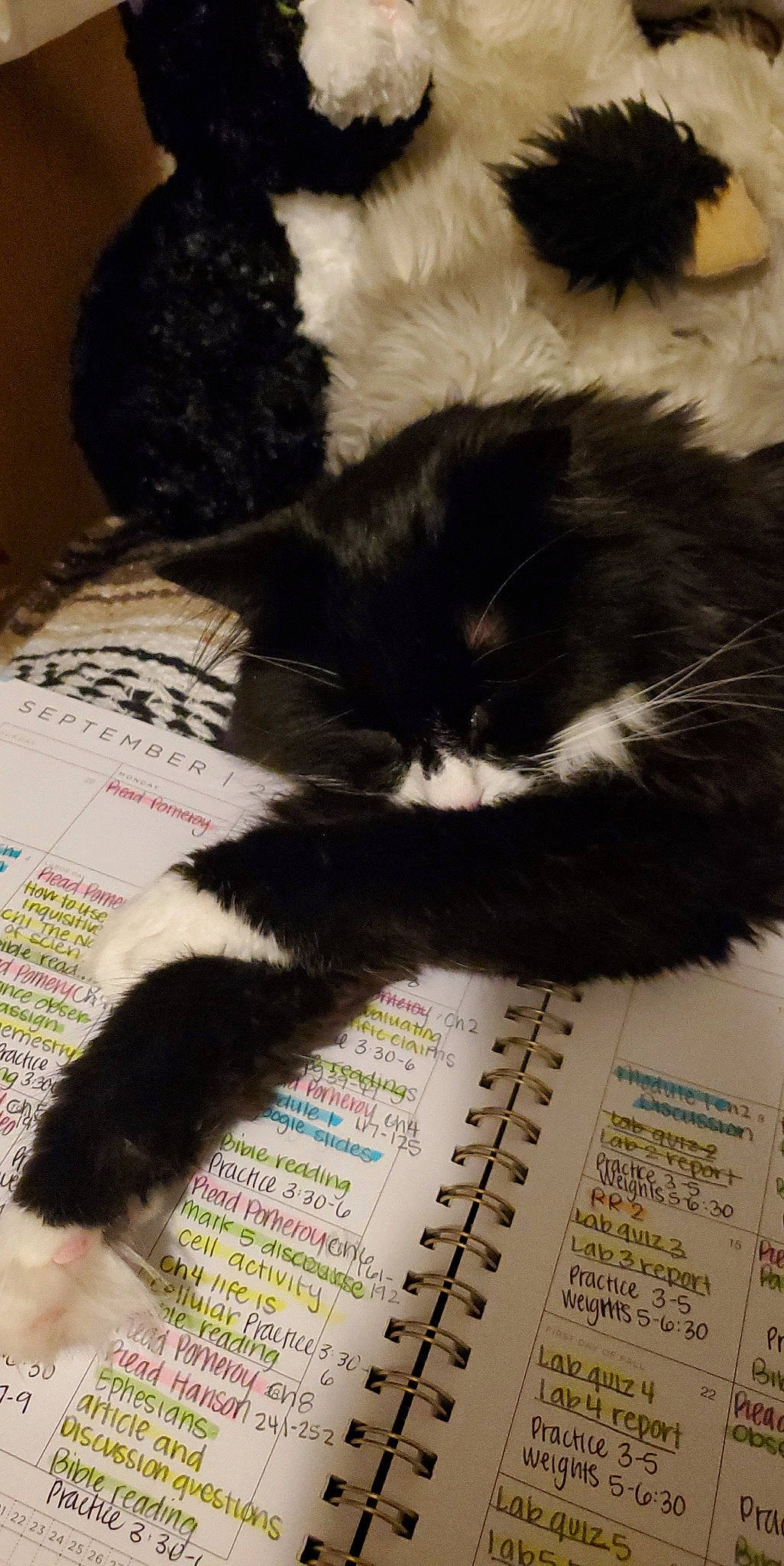 Eli is registered to the contest to win money with this photo: carnivore, cat, claw, comfort, domestic_short_haired_cat, felidae, foot, fur, nap, paw, publication, sleep, small_to_medium_sized_cats, snout, tail, terrestrial_animal, whiskers