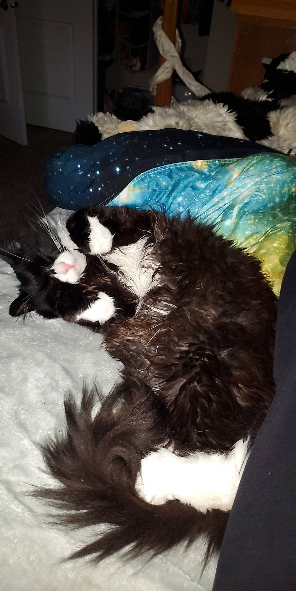 Eli joined the competition — help win amazing prizes! carnivore, cat, cat_bed, claw, comfort, companion_dog, dog_breed, fashion_accessory, feather, felidae, fur, linens, liver, nap, natural_material, paw, small_to_medium_sized_cats, sporting_group, tail, whiskers