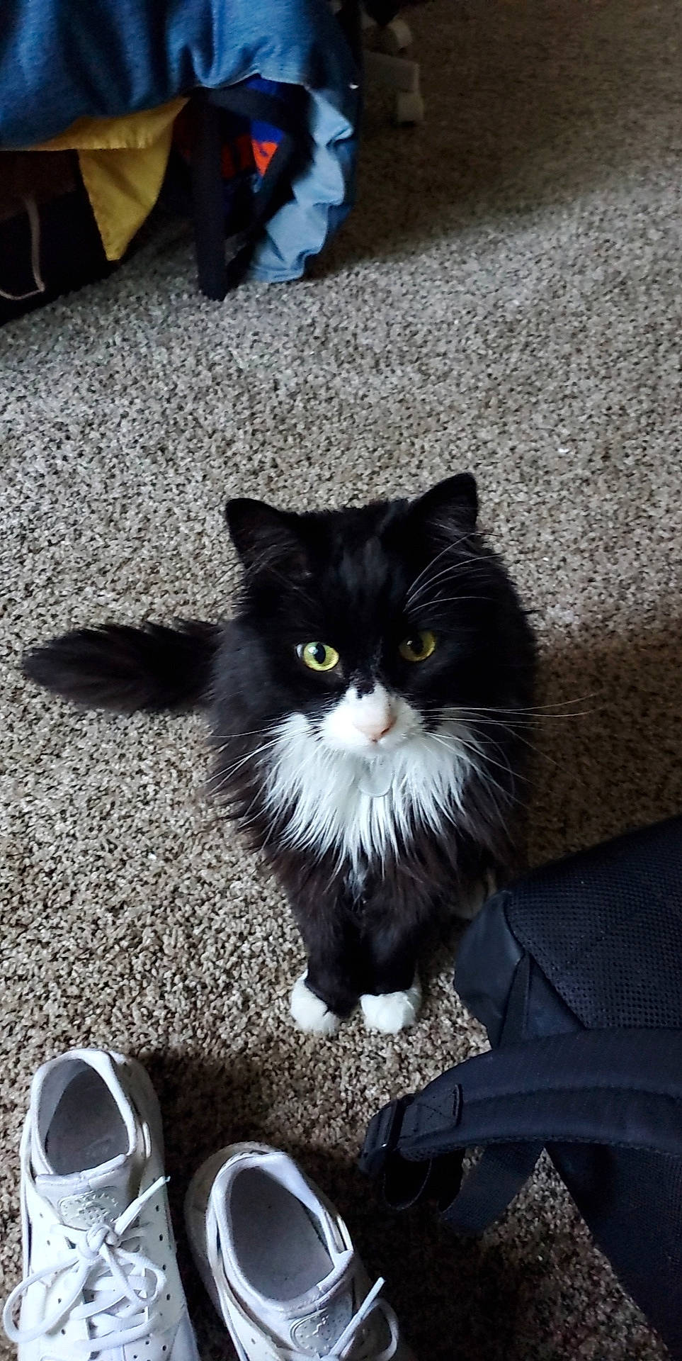 Eli joined the competition — help win amazing prizes! asphalt, black, blue, carnivore, cat, domestic_short_haired_cat, felidae, fur, grey, light, monochrome_photography, road_surface, shadow, sitting, small_to_medium_sized_cats, snout, tail, walking_shoe, whiskers, white