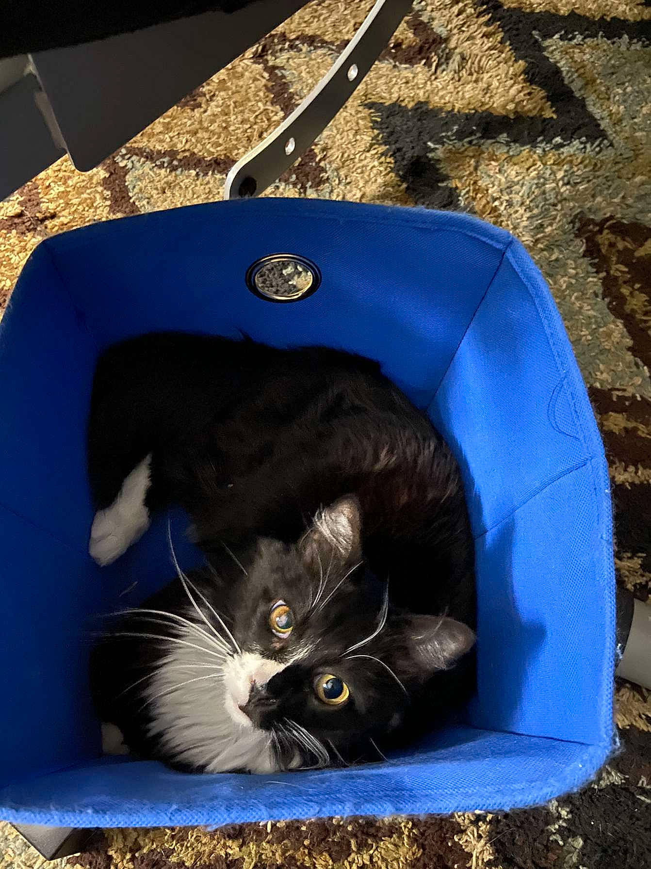 Mo Mo joined the competition — help win amazing prizes! automotive_exterior, automotive_tire, black_cat, carnivore, cat, cat_supply, comfort, domestic_short_haired_cat, electric_blue, felidae, fender, fur, gas, pet_supply, photograph, small_to_medium_sized_cats, snout, tail, terrestrial_animal, whiskers