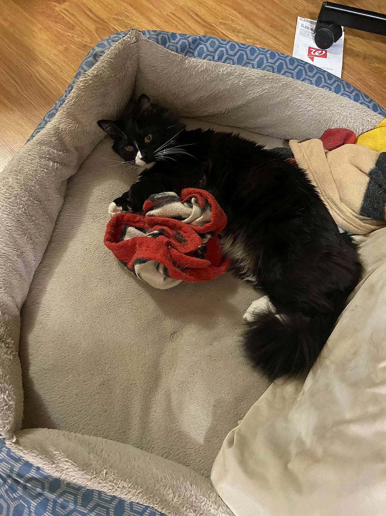 Mo Mo joined the competition — help win amazing prizes! bag, bed, bedding, carnivore, comfort, companion_dog, couch, dog_breed, dog_supply, duvet, felidae, fur, grey, linens, luggage_and_bags, pillow, small_to_medium_sized_cats, sporting_group, tail, throw_pillow