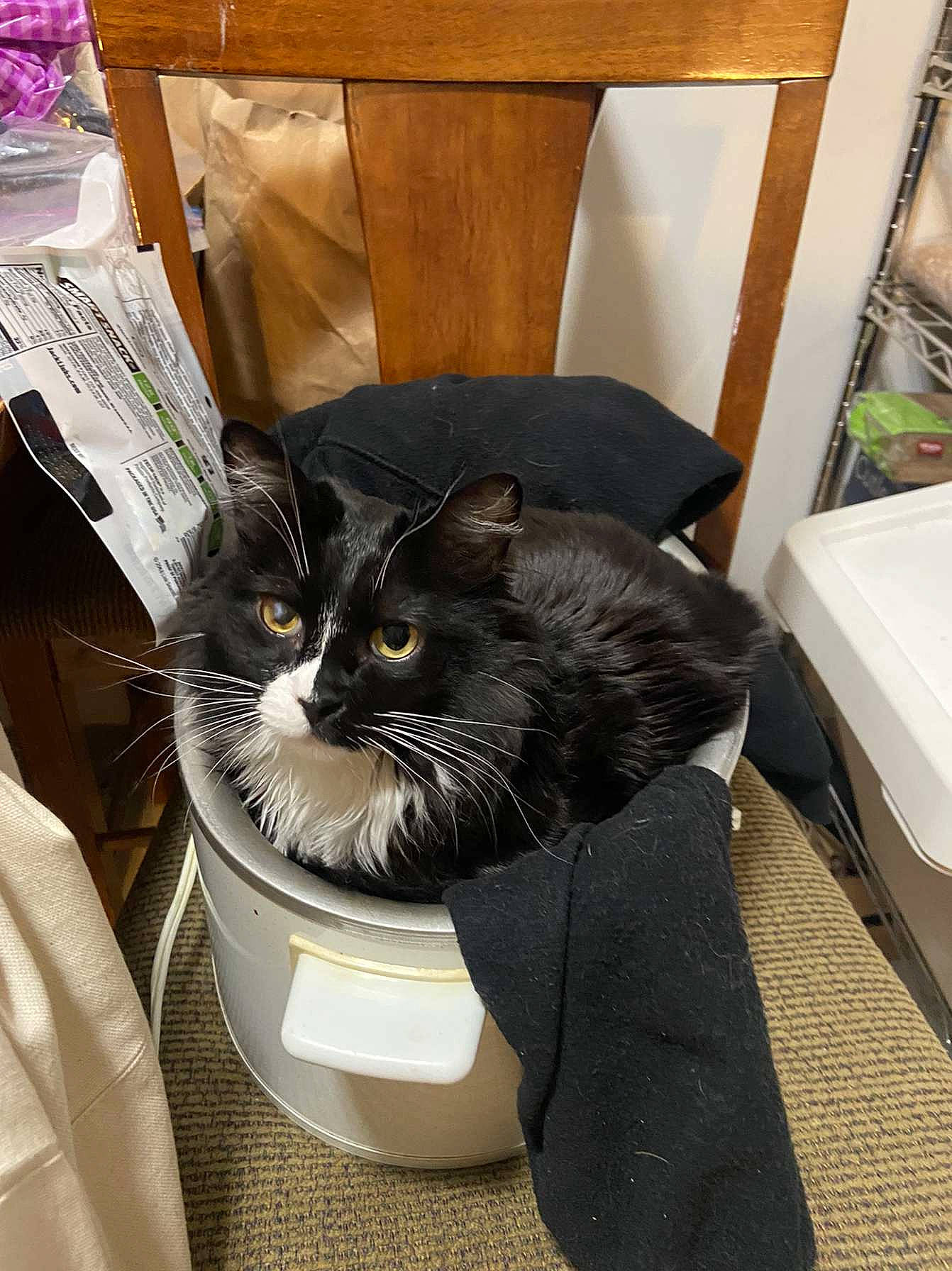 Mo Mo is registered to the contest to win money with this photo: box, carnivore, cat, cat_supply, comfort, domestic_short_haired_cat, felidae, formal_wear, fur, packaging_and_labeling, paper_product, pet_supply, room, small_to_medium_sized_cats, tail, whiskers