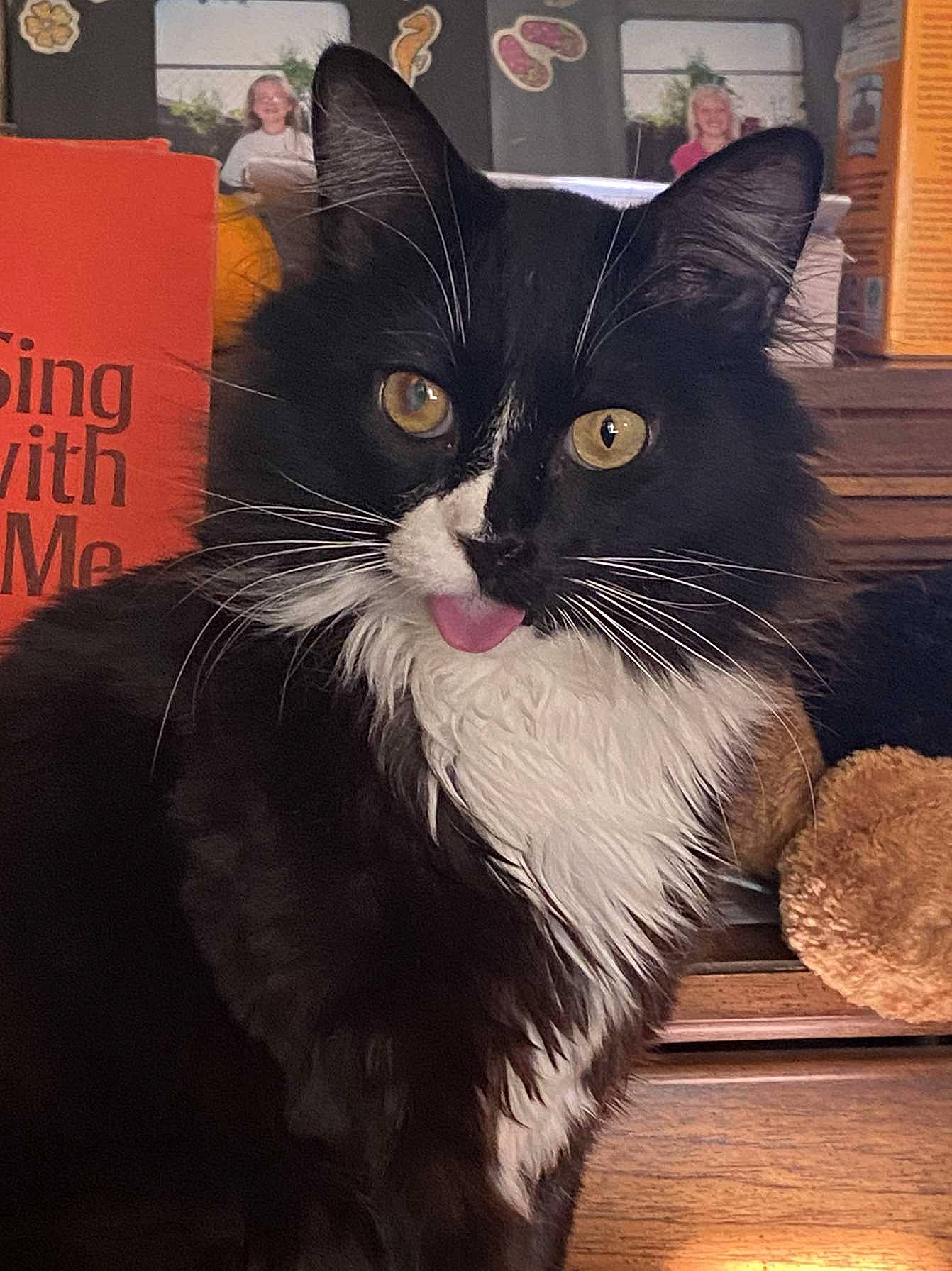 Mo Mo is registered to the contest to win money with this photo: art, black_cat, box, carnivore, cat, claw, domestic_short_haired_cat, felidae, formal_wear, fur, hardwood, paw, photo_caption, publication, small_to_medium_sized_cats, snout, tail, whiskers, window, wood