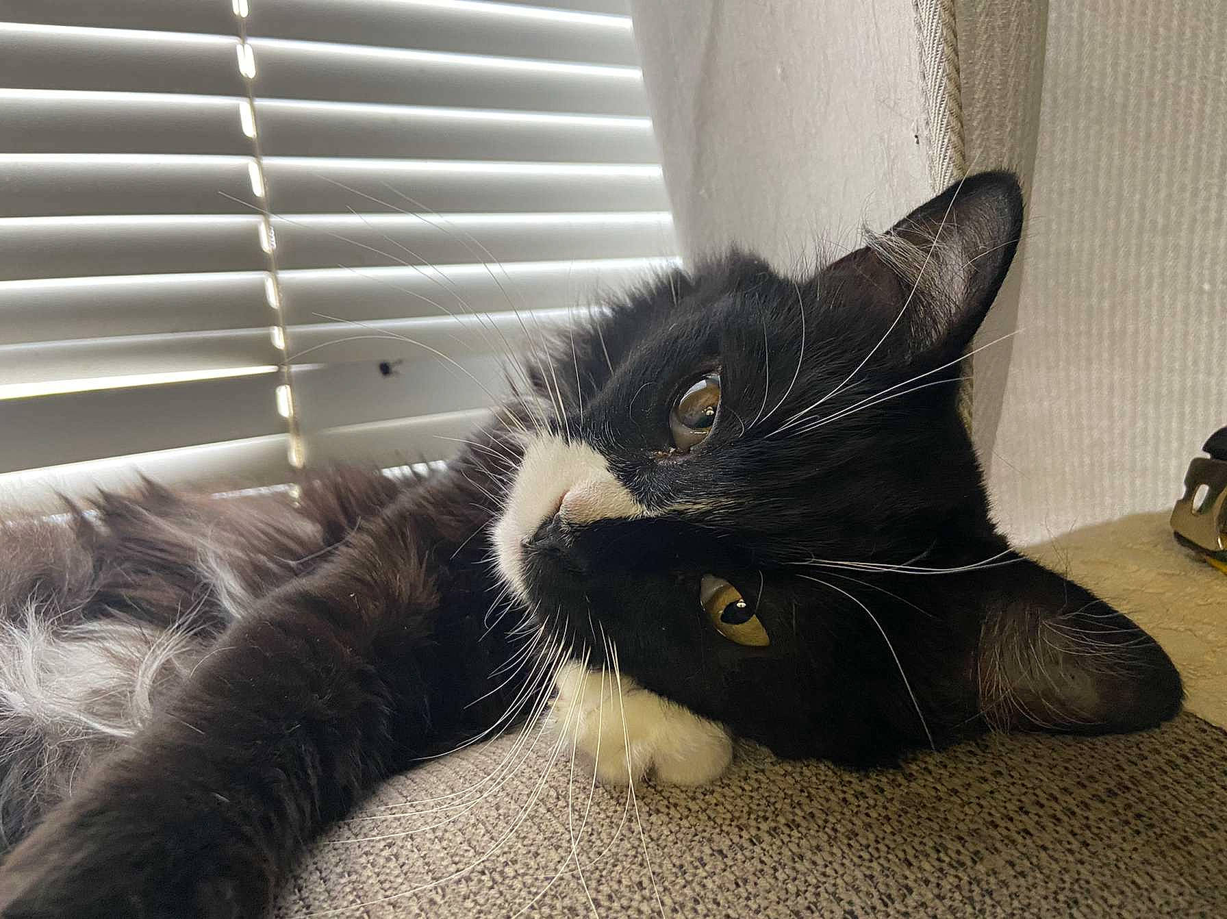 Mo Mo joined the competition — help win amazing prizes! black_cat, carnivore, cat, claw, comfort, domestic_short_haired_cat, felidae, flooring, foot, fur, grey, human_leg, paw, room, small_to_medium_sized_cats, snout, tail, whiskers, window, window_blind