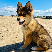 Bella a rejoint le concours — aidez-le/la à gagner de superbes lots ! animal, beach, clouds, cute, daytime, dog, fluffy, fur, happy, nature, outdoor, pet, playful, puppy, sand, sitting, sky, sunny, tongue_out, young