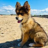 animal, beach, clouds, cute, daytime, dog, fluffy, fur, happy, nature, outdoor, pet, playful, puppy, sand, sitting, sky, sunny, tongue_out, young