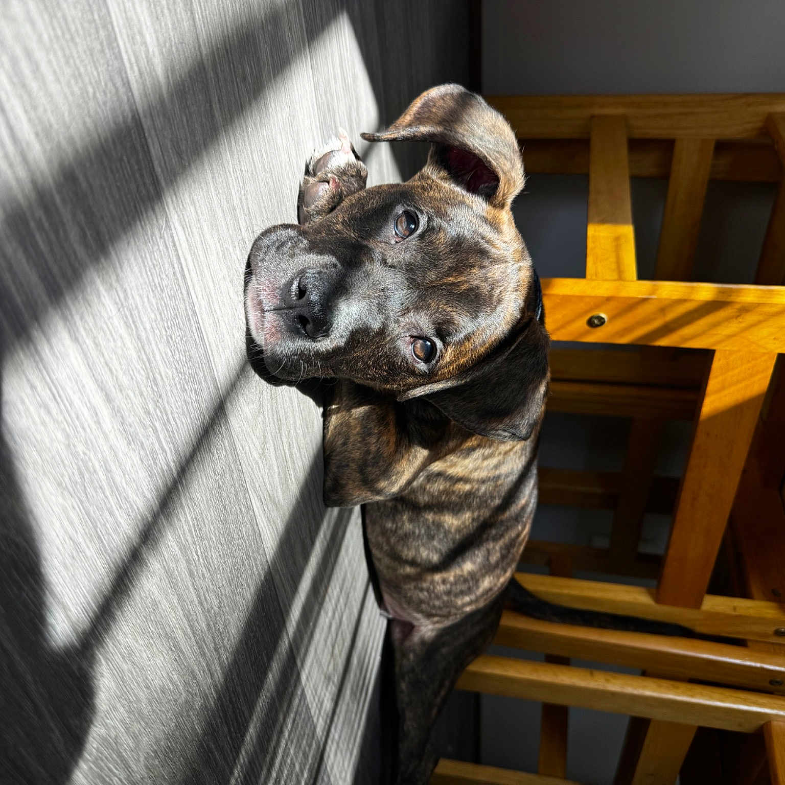 Lucifer is registered to the contest to win money with this photo: art, bronze_sculpture, canidae, carnivore, companion_dog, dog, dog_breed, door_handle, felidae, fur, guard_dog, metal, military_camouflage, pattern, sculpture, small_to_medium_sized_cats, snout, sporting_group, statue, wood