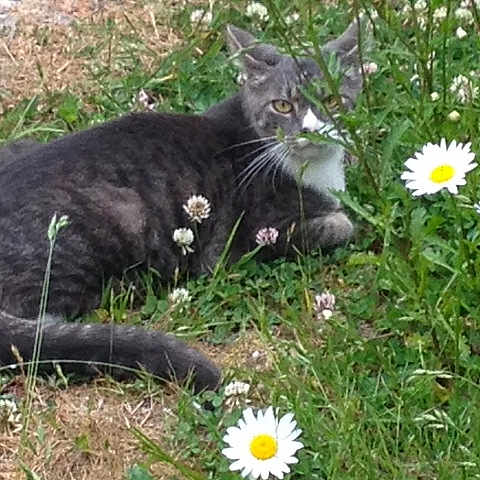 Emeris is registered to the contest to win money with this photo: cat, cat_like_mammal, domestic_short_haired_cat, european_shorthair, fauna, flora, garden, grass, lawn, plant, small_to_medium_sized_cats, whiskers, wild_cat, wildlife