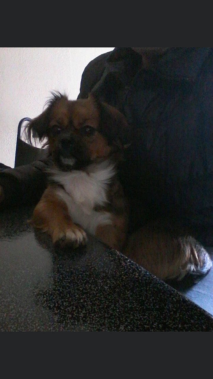 Lilou a rejoint le concours — aidez-le/la à gagner de superbes lots ! brown, carnivore, comfort, companion_dog, dog, dog_breed, dog_supply, fawn, felidae, fur, liver, non_sporting_group, paw, small_terrier, sporting_group, tail, terrestrial_animal, toy_dog, whiskers, working_animal