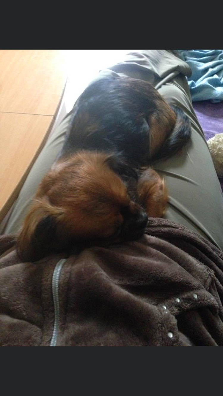 Lilou participe au concours pour gagner de l'argent avec cette photo : brown, canidae, carnivore, comfort, companion_dog, dog, dog_breed, flooring, fur, linens, liver, nap, puppy, sporting_group, terrestrial_animal, tints_and_shades, vertebrate, whiskers, wood, working_animal