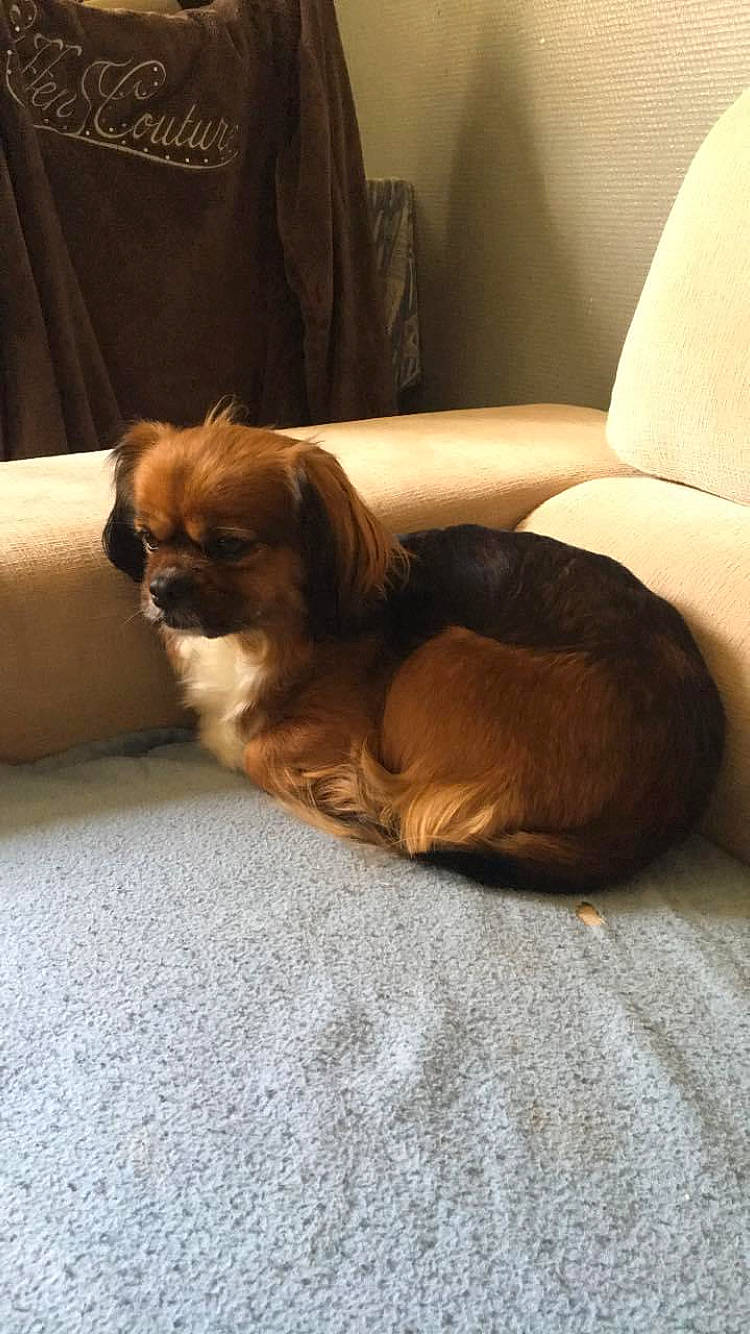 Lilou a rejoint le concours — aidez-le/la à gagner de superbes lots ! brown, carnivore, comfort, companion_dog, couch, dog, dog_breed, door, fawn, flooring, furniture, hardwood, human_leg, liver, pet_supply, sporting_group, tints_and_shades, toy_dog, wood, working_animal