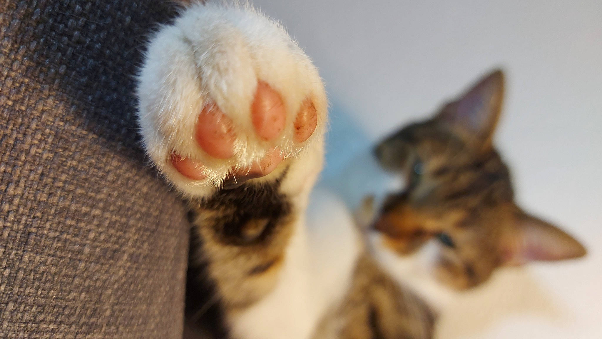 Gus participe au concours pour gagner de l'argent avec cette photo : carnivore, cat, claw, close_up, comfort, domestic_short_haired_cat, ear, fawn, felidae, fur, mammal, nail, paw, small_to_medium_sized_cats, snout, tail, terrestrial_animal, vertebrate, whiskers, wildlife