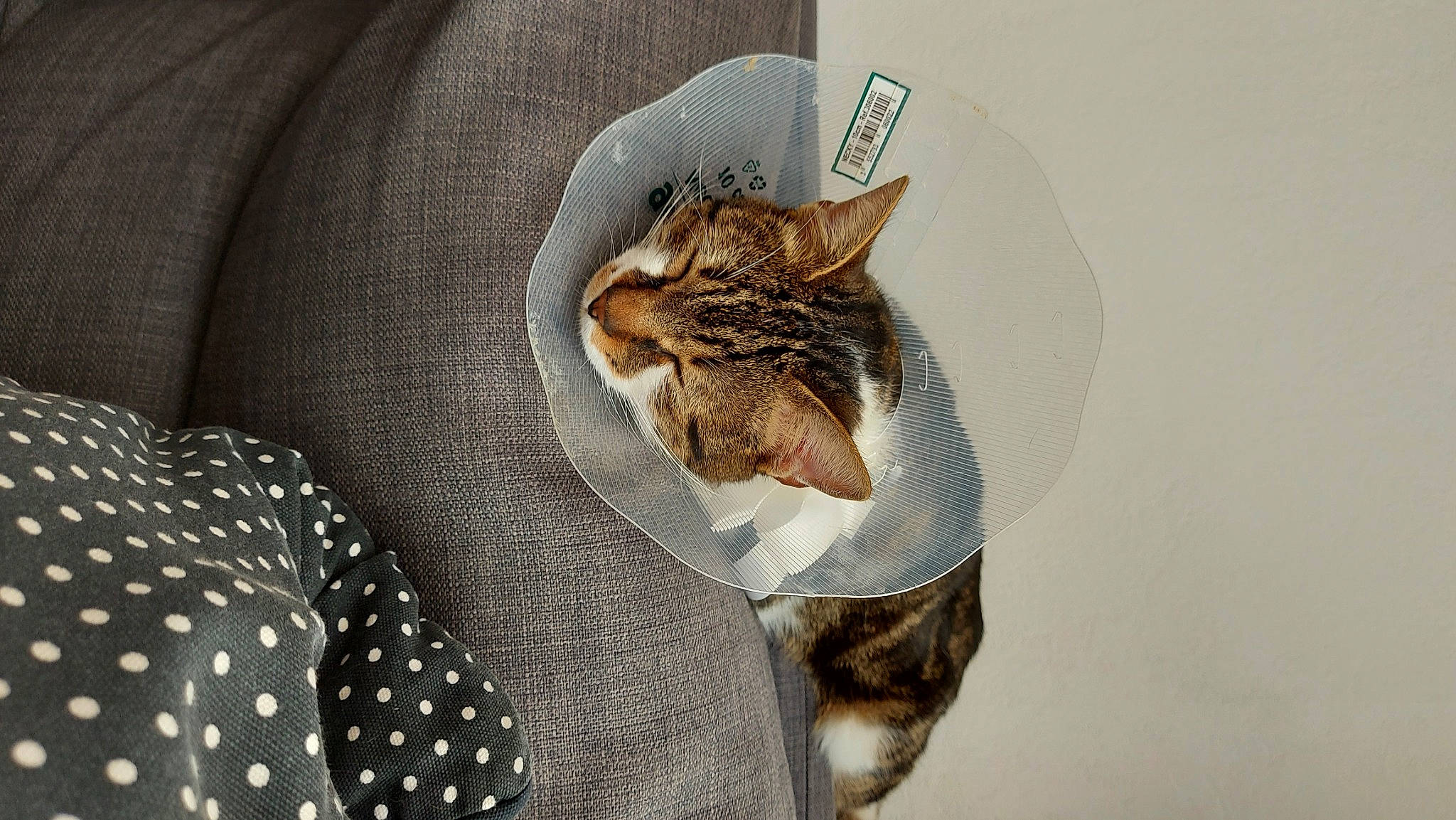 Gus participe au concours pour gagner de l'argent avec cette photo : bag, carnivore, cat, comfort, domestic_short_haired_cat, ear, fashion_accessory, fawn, felidae, fur, grey, leg, linens, organism, sleeve, small_to_medium_sized_cats, snout, tail, whiskers, window