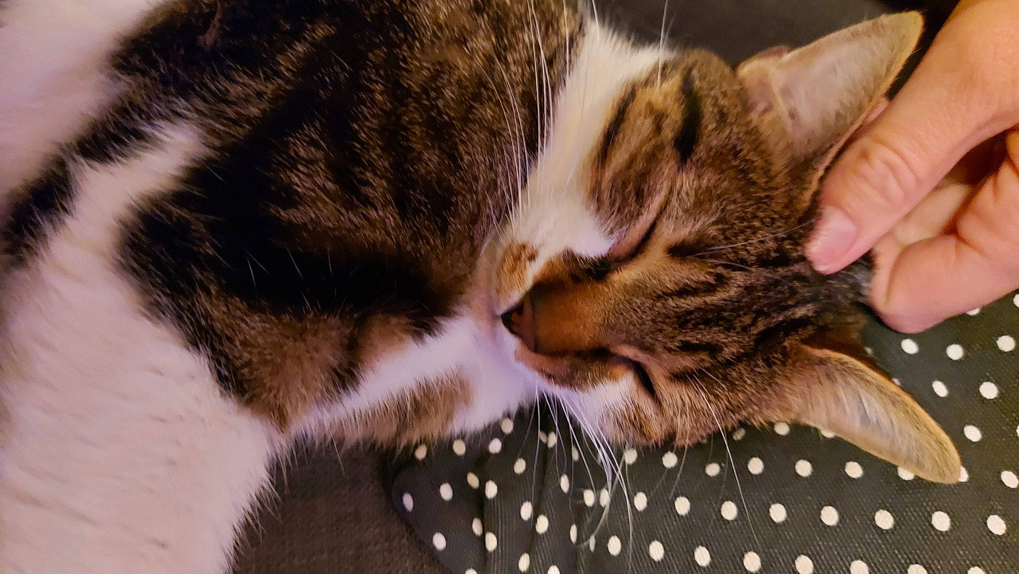 Gus a rejoint le concours — aidez-le/la à gagner de superbes lots ! carnivore, cat, claw, comfort, domestic_short_haired_cat, ear, fawn, felidae, fur, nail, nap, pattern, paw, sleep, small_to_medium_sized_cats, snout, tail, terrestrial_animal, whiskers, wildlife