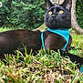 alert, animal, black_cat, cat, close_up, fur, grass, greenery, harness, leaves, mammal, nature, outdoor, pet, relaxing, summer, tree, whiskers, wildlife, yellow_eyes