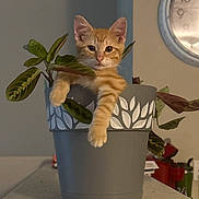 Bubba joined the competition — help win amazing prizes! kitten, cat, plant_pot, houseplant, orange_tabby, indoor, cute, pet, animal, feline, leaf, decor, clock, table, paws, playful, cozy, fur, domestic, relaxed