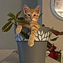kitten, cat, plant_pot, houseplant, orange_tabby, indoor, cute, pet, animal, feline, leaf, decor, clock, table, paws, playful, cozy, fur, domestic, relaxed