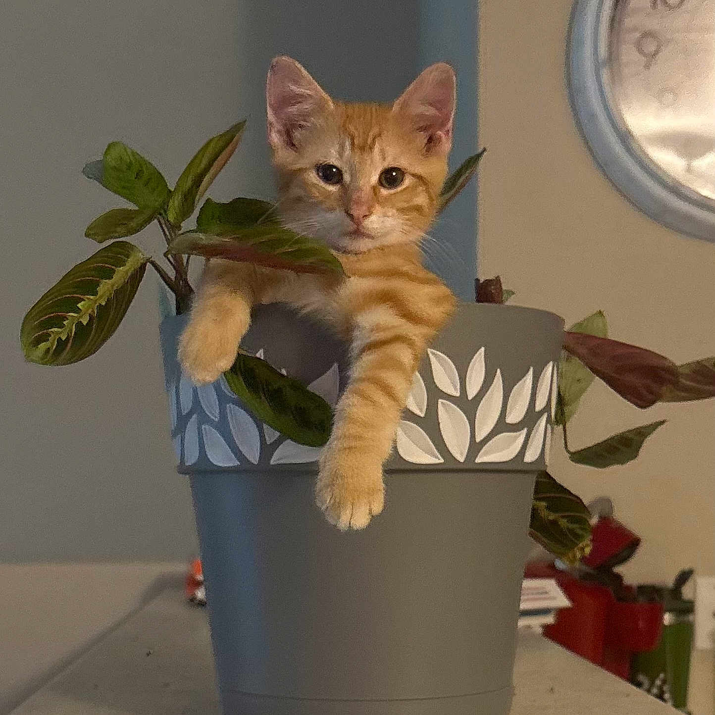 Bubba joined the competition — help win amazing prizes! animal, cat, clock, cozy, cute, decor, domestic, feline, fur, houseplant, indoor, kitten, leaf, orange_tabby, paws, pet, plant_pot, playful, relaxed, table