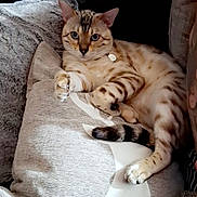 Lucius is registered to the contest to win money with this photo: animal, cat, comfort, cozy, cushion, domestic_animal, ears, eyes, feline, fur, home, indoor, pet, pillow, relaxed, resting, soft_texture, spotted_cat, striped_tail, whiskers