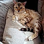 animal, cat, comfort, cozy, cushion, domestic_animal, ears, eyes, feline, fur, home, indoor, pet, pillow, relaxed, resting, soft_texture, spotted_cat, striped_tail, whiskers