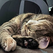 Sabine is registered to the contest to win money with this photo: cat, tabby, sleeping, close_up, paw, fur, whiskers, ear, relaxation, chair, indoor, pet, animal, cozy, resting, cute, feline, soft, curled_up, nap