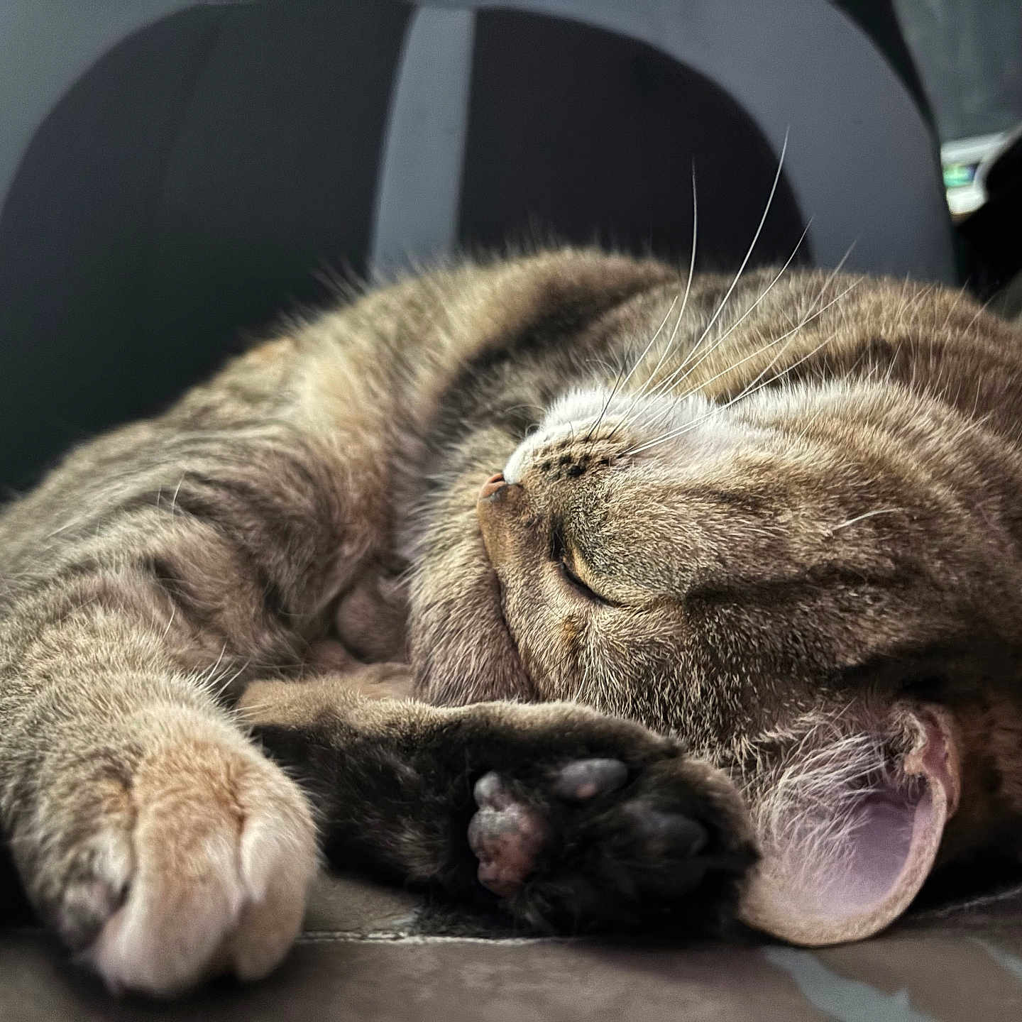 Sabine is registered to the contest to win money with this photo: animal, cat, chair, close_up, cozy, curled_up, cute, ear, feline, fur, indoor, nap, paw, pet, relaxation, resting, sleeping, soft, tabby, whiskers