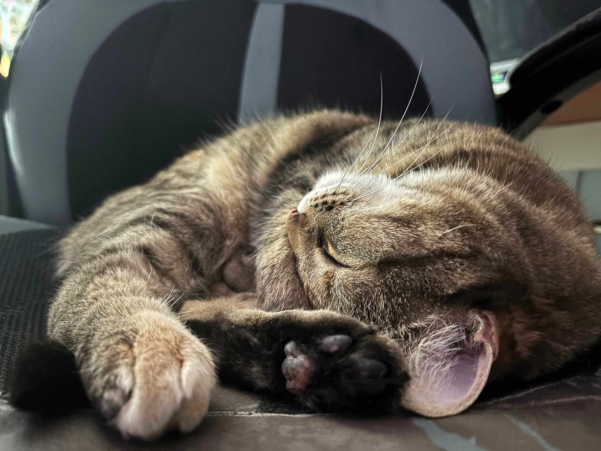Sabine is registered to the contest to win money with this photo: cat, tabby, sleeping, close_up, paw, fur, whiskers, ear, relaxation, chair, indoor, pet, animal, cozy, resting, cute, feline, soft, curled_up, nap