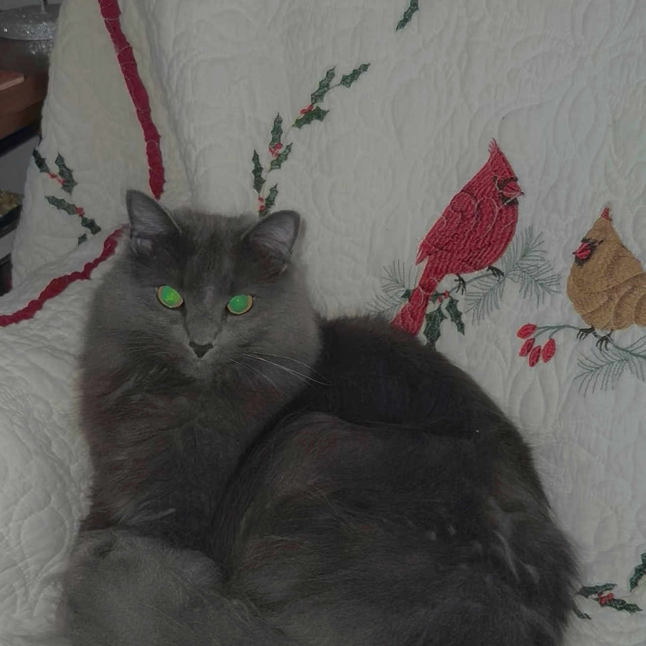 Edgar Allen Paw joined the competition — help win amazing prizes! animal, beige_bird, blanket, cardinal_bird, cat, curled_up, embroidered, eyes_glowing, feline, fluffy, gray_cat, green_leaves, holly, indoor, pet, quilt, red_bird, resting, tail, whiskers