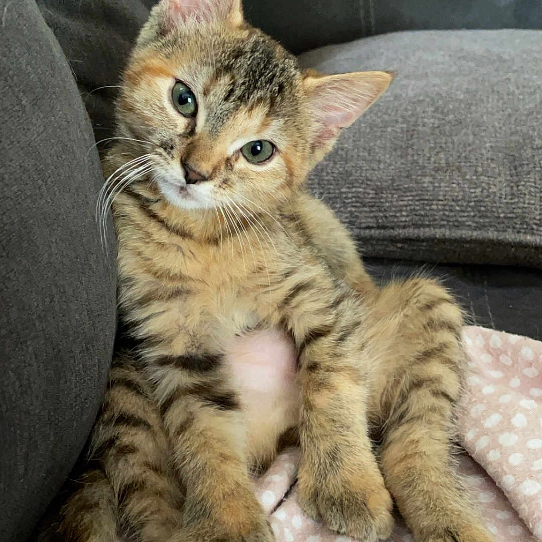 Coco joined the competition — help win amazing prizes! animal, blanket, cat, couch, cozy, curious, cute, feline, fur, indoor, kitten, paws, pet, portrait, relaxed, sitting, soft, tabby, whiskers, young