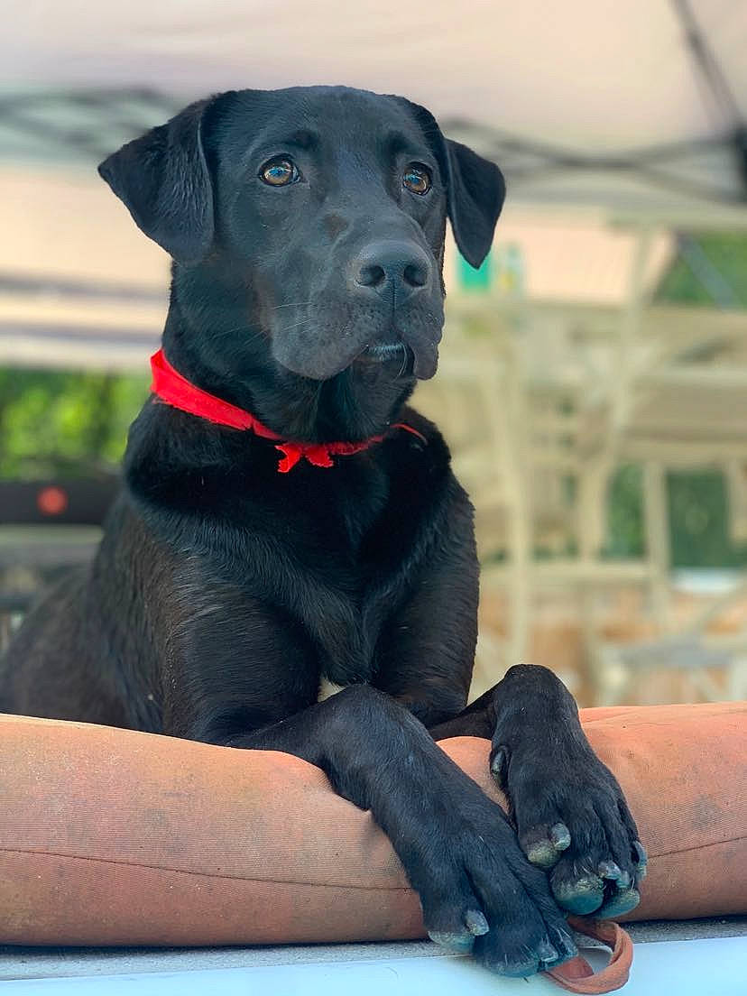 Captain joined the competition — help win amazing prizes! borador, carnivore, collar, companion_dog, dog, dog_breed, dog_collar, dog_supply, electric_blue, guard_dog, gun_dog, pet_supply, plant, sitting, snout, sporting_group, terrestrial_animal, whiskers, working_animal, working_dog