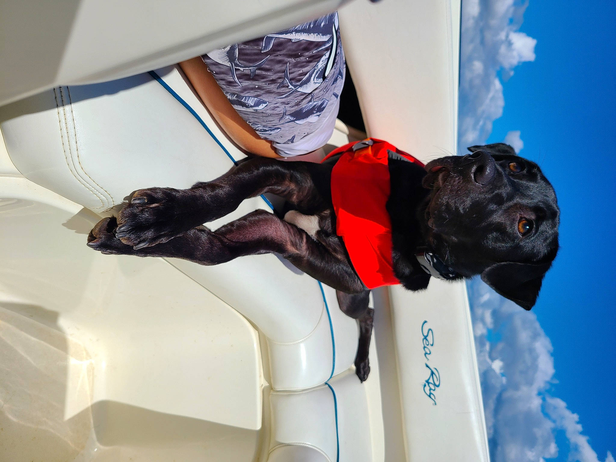 Captain is registered to the contest to win money with this photo: adventure, blue, carmine, carnivore, cloud, costume, dog, dog_breed, fashion_design, fun, glove, human_leg, knee, leisure, personal_protective_equipment, recreation, sculpture, sky, thigh, window