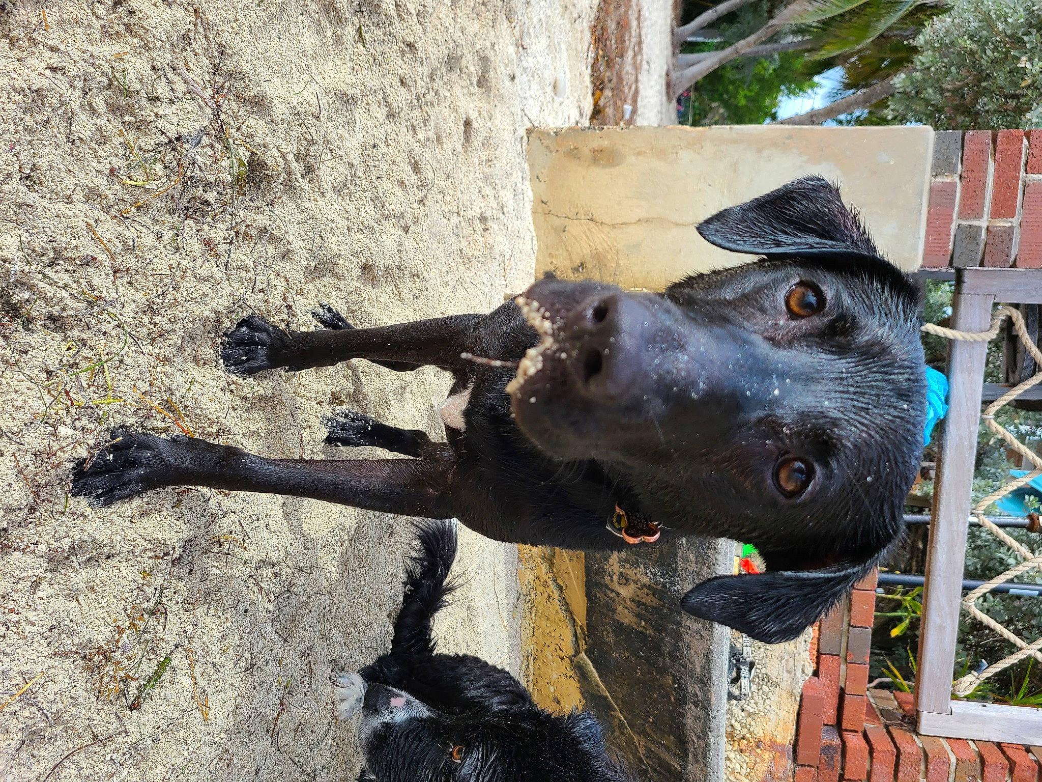 Captain joined the competition — help win amazing prizes! art, canidae, carnivore, dog, dog_breed, fawn, guard_dog, hat, jaw, metal, sculpture, shadow, snout, sporting_group, statue, tail, terrestrial_animal, wildlife, wood, working_animal