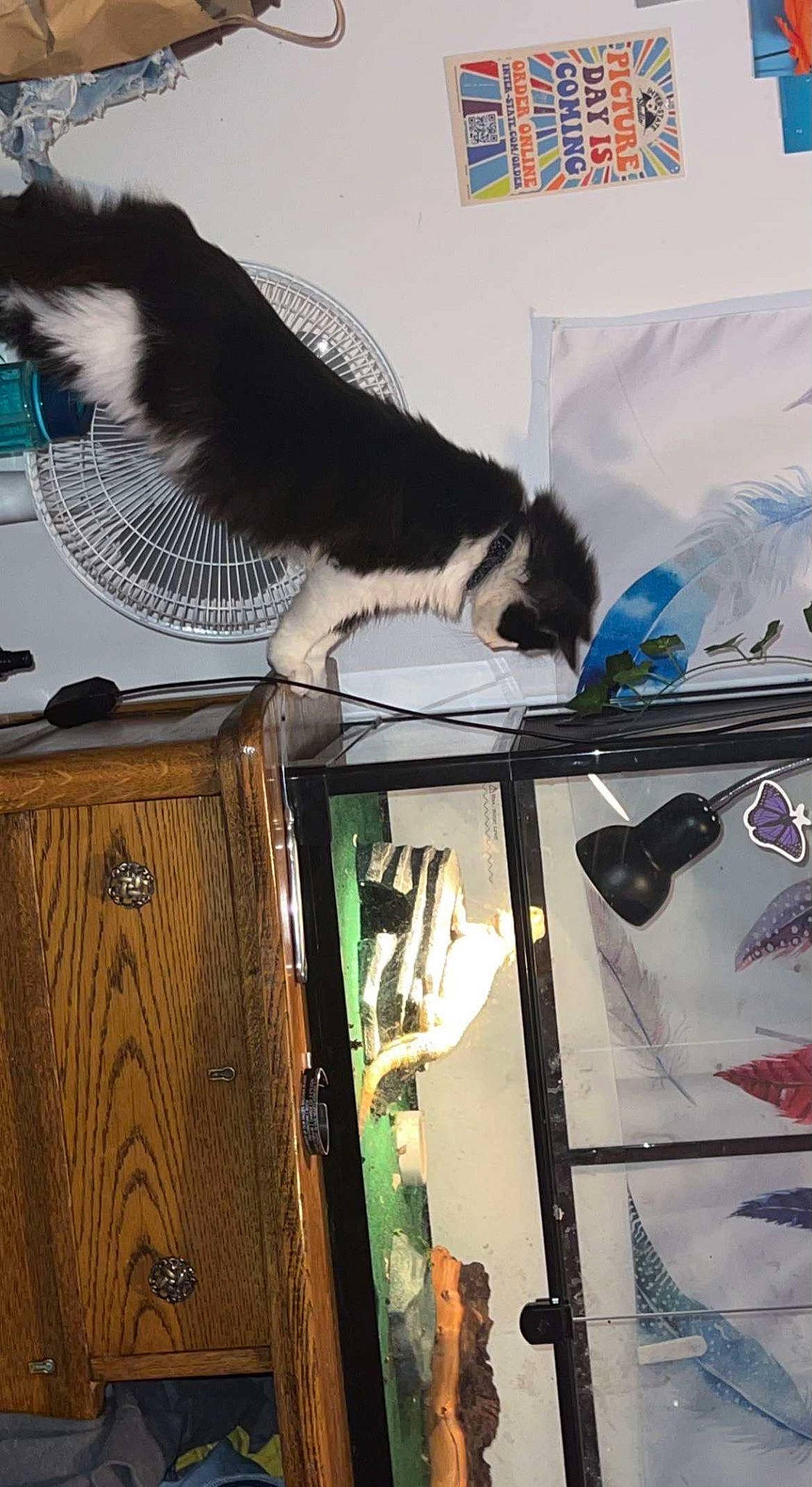 Kevin joined the competition — help win amazing prizes! bag, cabinetry, carnivore, cat, comfort, domestic_short_haired_cat, felidae, fur, linens, paw, room, small_to_medium_sized_cats, tail, vertebrate, visual_arts, whiskers, wood