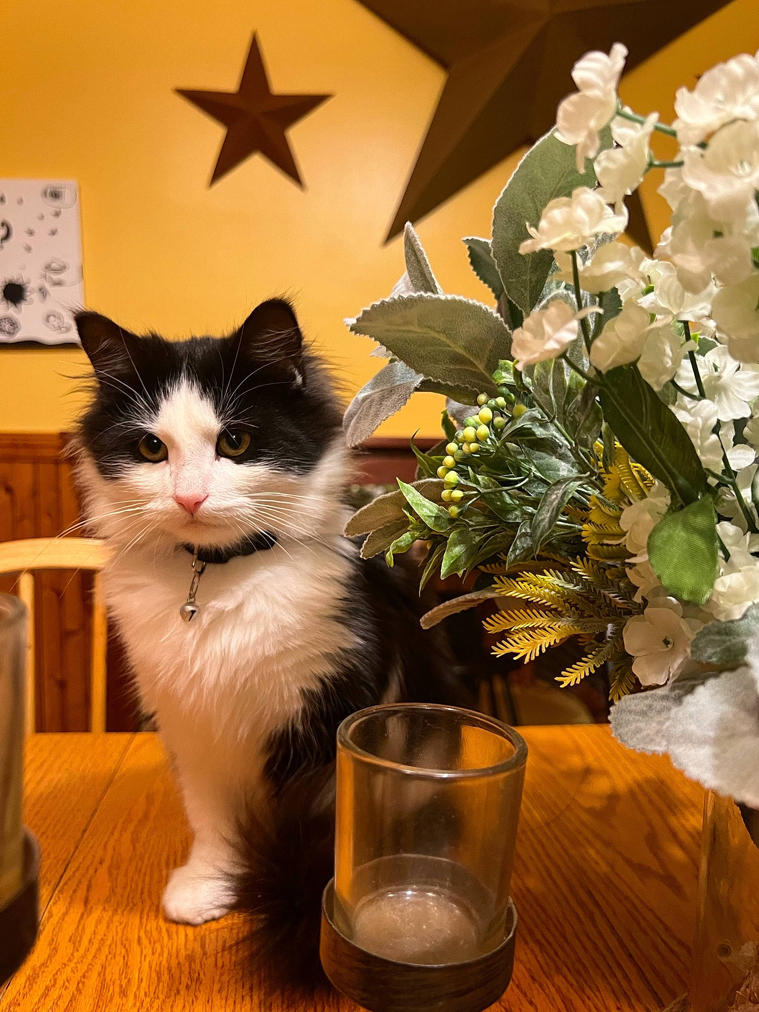 Kevin is registered to the contest to win money with this photo: artificial_flower, carnivore, cat, domestic_short_haired_cat, felidae, flooring, flower, flower_arranging, petal, plant, rose, serveware, small_to_medium_sized_cats, table, tableware, tail, tree, whiskers, window, wood