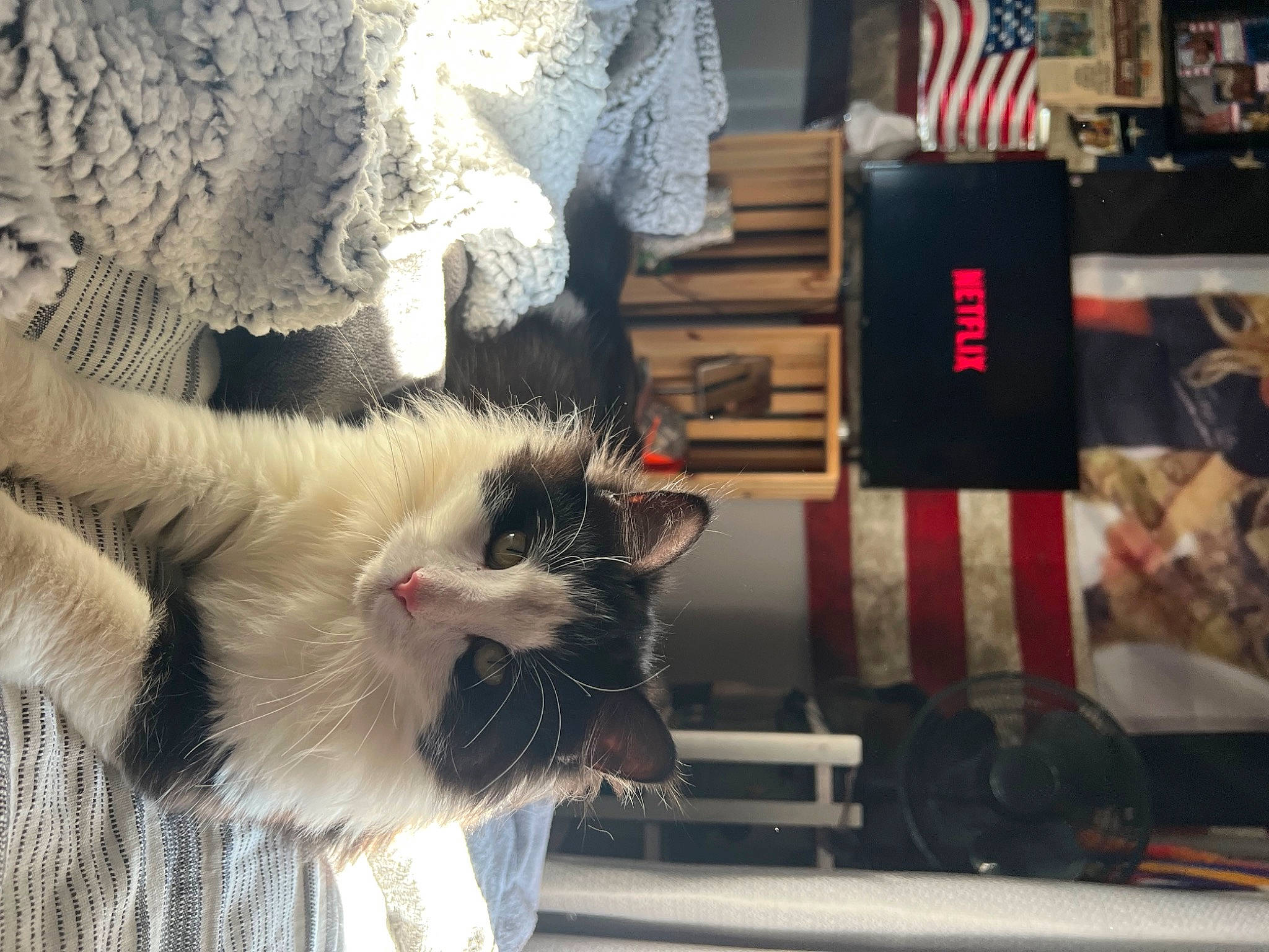 Kevin is registered to the contest to win money with this photo: carmine, carnivore, cat, claw, domestic_short_haired_cat, felidae, flag, flag_of_the_united_states, fur, paw, small_to_medium_sized_cats, snout, tail, tree, whiskers