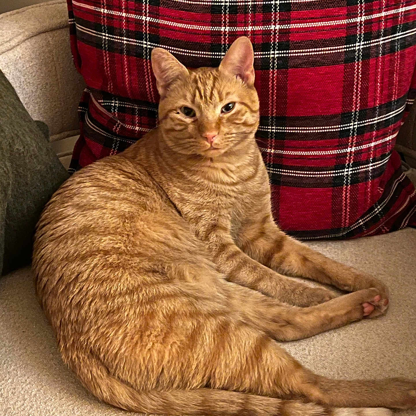 Mr. Bunks joined the competition — help win amazing prizes! animal, beige_couch, cat, couch, cozy, domestic, ears, feline, furniture, ginger_cat, indoor, pet, pillow, plaid, red_pillow, relaxed, resting, tabby, tail, whiskers