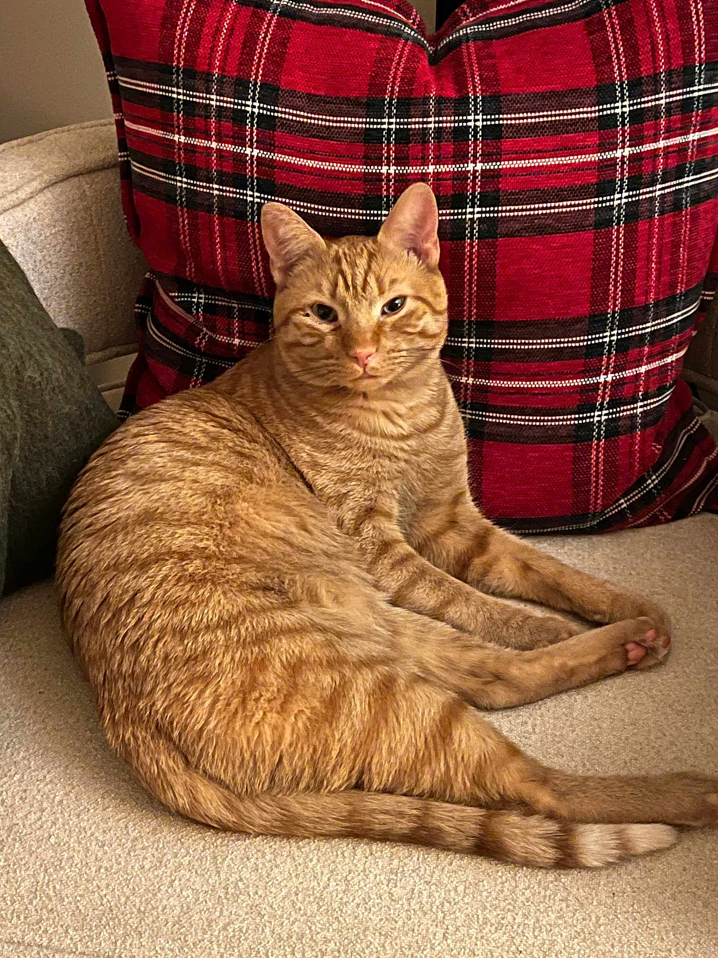 Mr. Bunks joined the competition — help win amazing prizes! animal, beige_couch, cat, couch, cozy, domestic, ears, feline, furniture, ginger_cat, indoor, pet, pillow, plaid, red_pillow, relaxed, resting, tabby, tail, whiskers