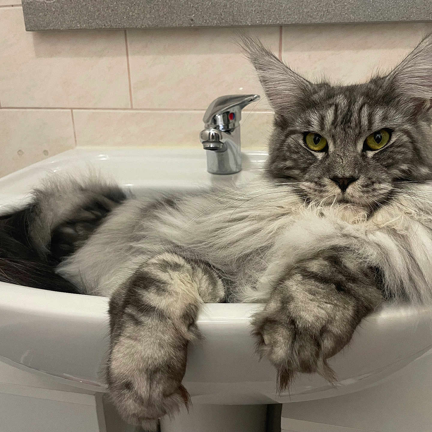 Uter a rejoint le concours — aidez-le/la à gagner de superbes lots ! angora, animal, architecture, basin, cat, fountain, indoors, kitten, manx, pet, sink, sinkfaucet, tap, tub, water