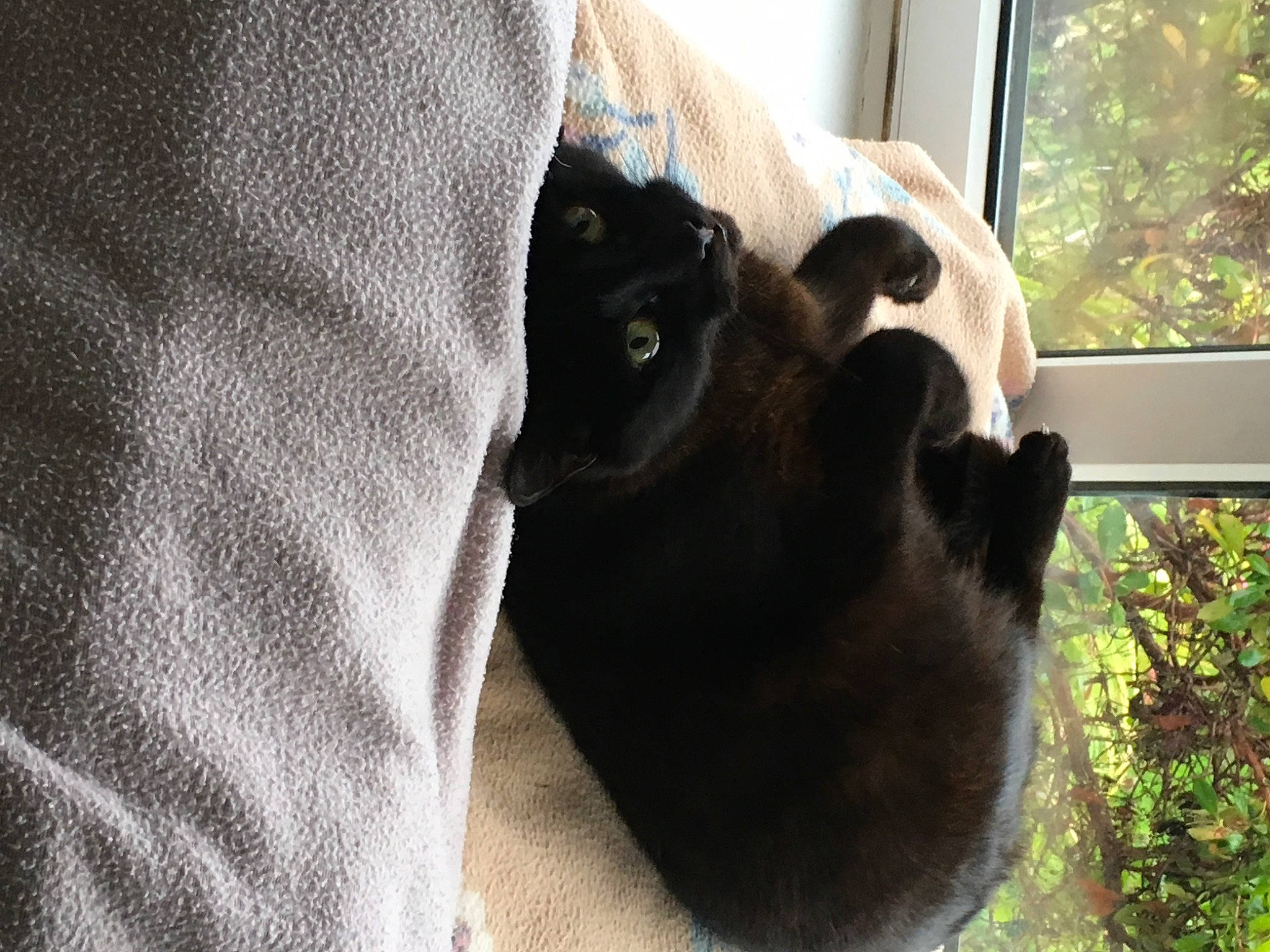 Jeffrey joined the competition — help win amazing prizes! black_cat, carnivore, cat, comfort, companion_dog, dog_breed, eye, fawn, felidae, gesture, plant, small_to_medium_sized_cats, snout, sporting_group, tail, terrestrial_animal, tints_and_shades, whiskers, window, working_animal