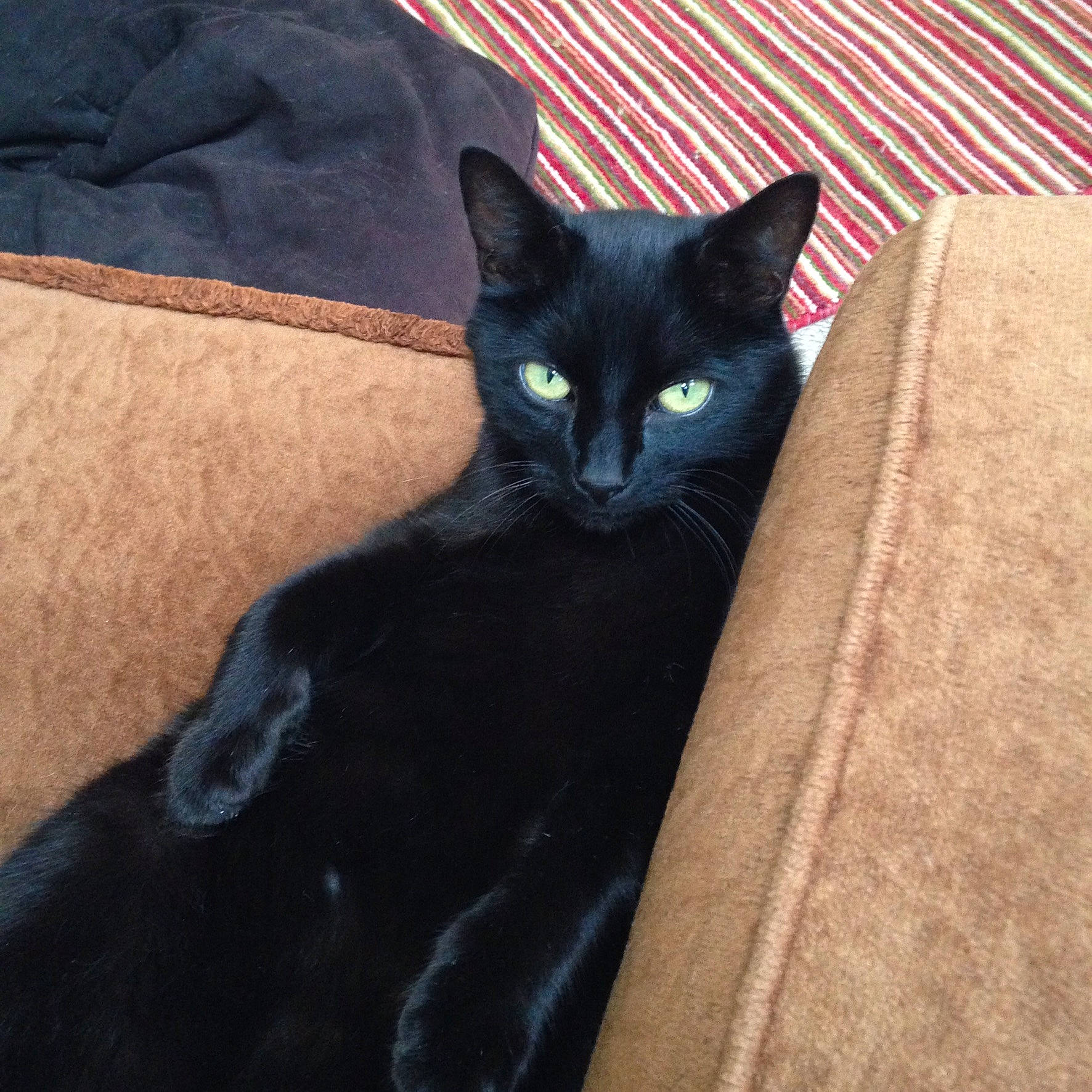 Jeffrey joined the competition — help win amazing prizes! black_cat, bombay, carnivore, cat, comfort, domestic_short_haired_cat, electric_blue, felidae, fur, grey, iris, small_to_medium_sized_cats, snout, tail, whiskers, wood