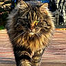 animal, cat, closeup, cute, daylight, domestic_animal, feline, fluffy_fur, focused, green_eyes, mammal, nature, outdoor, pet, portrait, sunlight, tabby_cat, walking, whiskers, wooden_deck