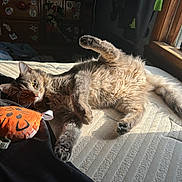 Grim joined the competition — help win amazing prizes! animal, bedroom, black_cloth, cat, cozy, fur, furniture, home, indoor, mattress, orange, paw, pet, playful, plush_toy, relaxing, stretching, sunlight, whiskers, window