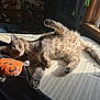 animal, bedroom, black_cloth, cat, cozy, fur, furniture, home, indoor, mattress, orange, paw, pet, playful, plush_toy, relaxing, stretching, sunlight, whiskers, window
