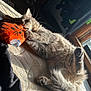 Grim is registered to the contest to win money with this photo: bedroom, cat, claws, cozy, cute, feline, fur, gray_cat, indoor, lying_down, mattress, orange_toy, paw, pet, playful, relaxed, sunlight, toy, whiskers, window