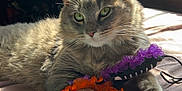 Grim is registered to the contest to win money with this photo: animal, bed, calm, cat, cozy, cute, domestic_animal, feline, fur, gray_cat, indoor, paw, pet, relaxed, resting, ribbons, shadow, sunlight, toy, window