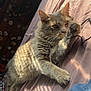 Grim joined the competition — help win amazing prizes! animal, bed, cat, cord, cozy, cute, ears, feline, fur, grey_cat, indoor, paw, pet, playful, relaxing, resting, shadow, striped_shadow, sunlight, whiskers