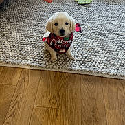 Willow joined the competition — help win amazing prizes! animal, bandana, black, carpet, christmas, cute, dog, floor, golden_retriever, hand, home, indoor, pet, plaid, puppy, red, rug, sitting, toy, wooden_floor